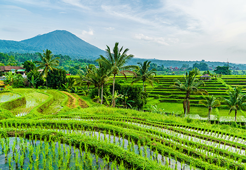 Jatiluwih Rice Terraces